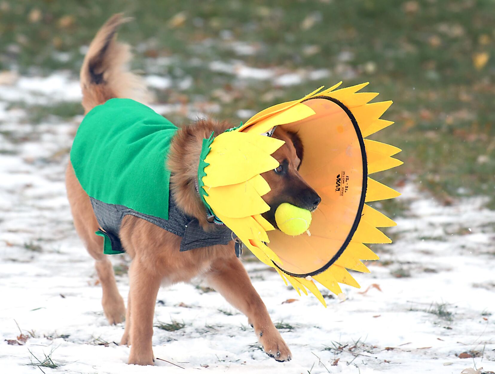 Pet costume contest 1